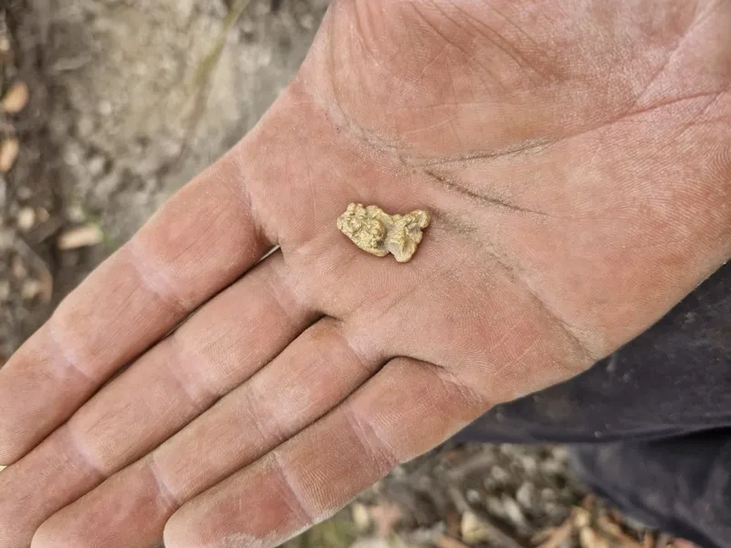 Gold find photo shared in the Detector Maps community feed